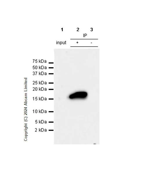 Immunoprecipitation - Anti-Histone H2A.X antibody [RM1271] (AB322655)