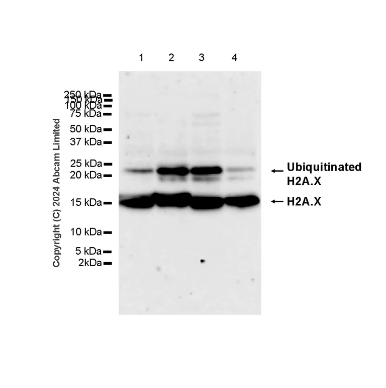 Western blot - Anti-Histone H2A.X antibody [RM1271] (AB322655)