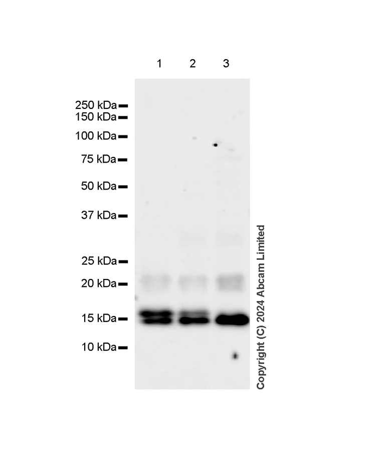 Western blot - Anti-Histone H2A.X antibody [RM1271] (AB322655)