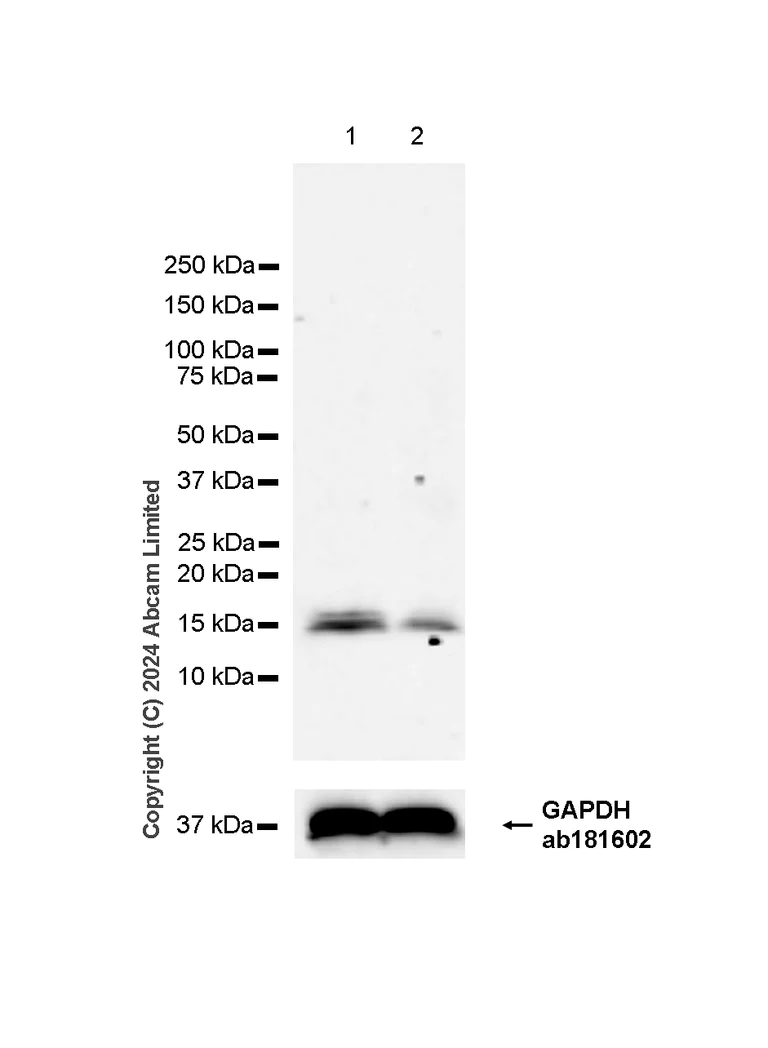 Western blot - Anti-Histone H2A.X antibody [RM1271] (AB322655)