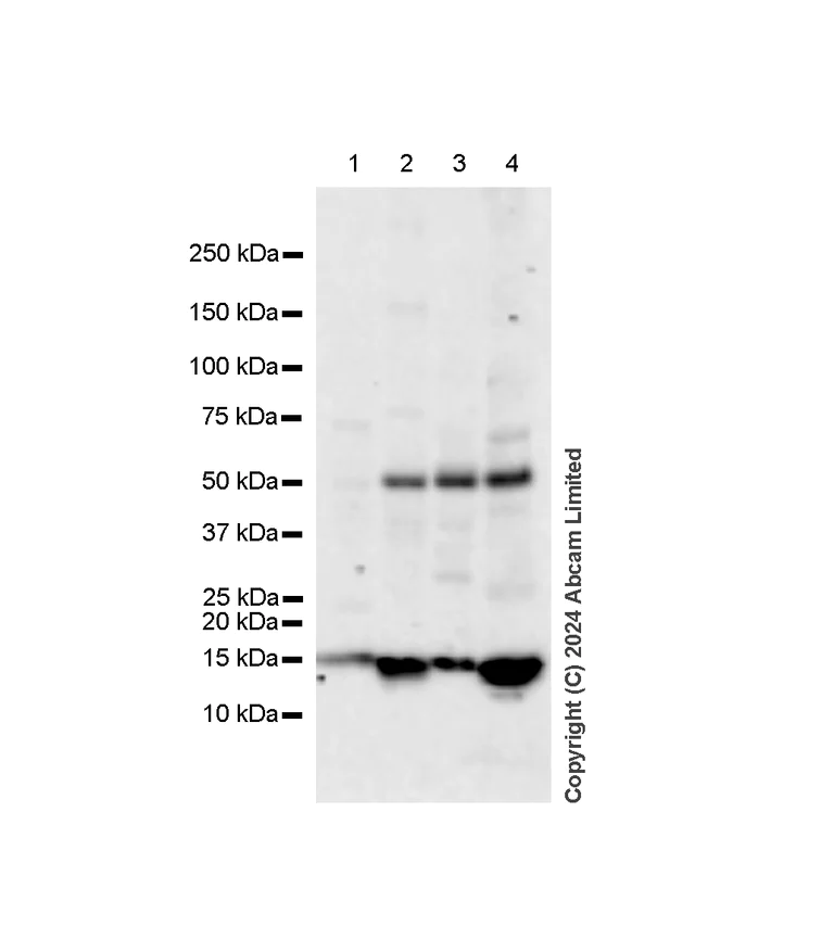Western blot - Anti-Histone H2A.X antibody [RM1271] (AB322655)