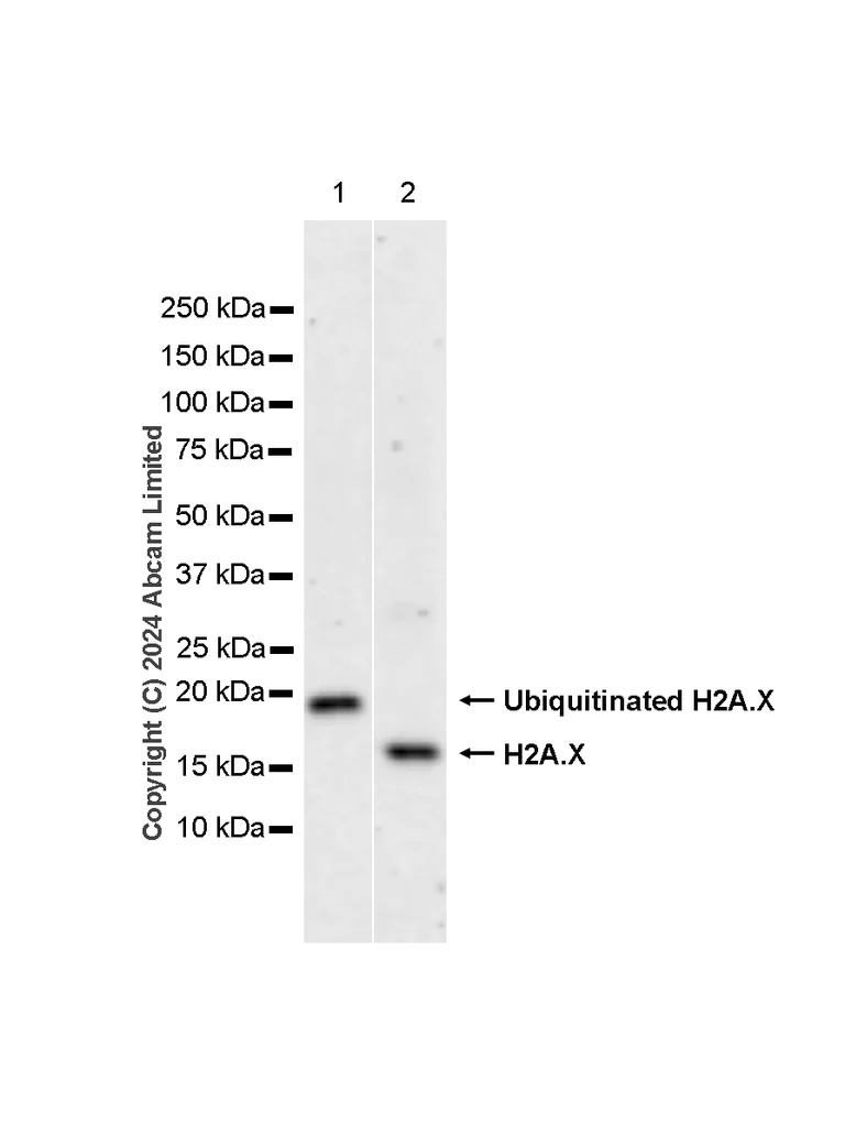 Western blot - Anti-Histone H2A.X antibody [RM1271] (AB322655)
