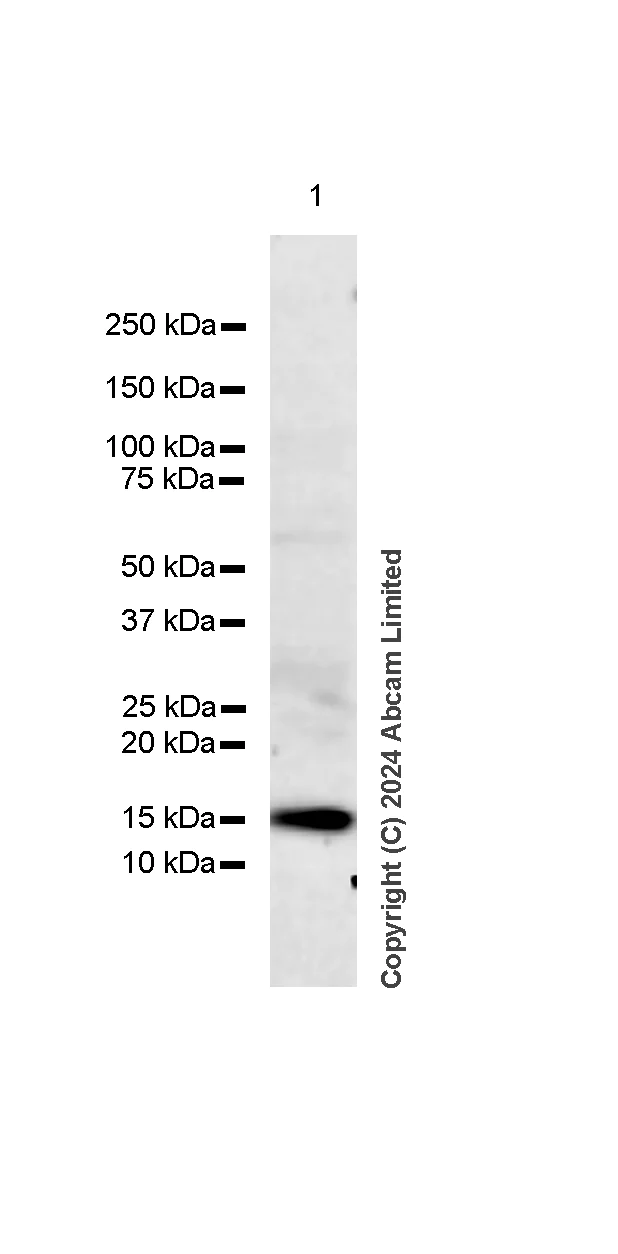 Western blot - Anti-Histone H2A.X antibody [RM1271] (AB322655)