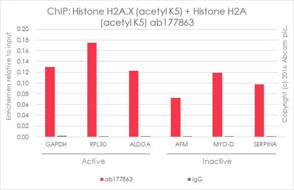 ChIP - Anti-Histone H2A.X+Histone H2A (acetyl K5) antibody [EPR17589] - BSA and Azide free (AB250006)