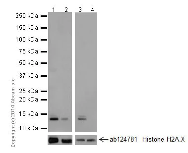 Western blot - Anti-Histone H2A.X+Histone H2A (acetyl K5) antibody [EPR17589] - BSA and Azide free (AB250006)