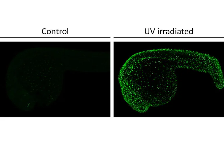 Immunohistochemistry (Formalin/PFA-fixed paraffin-embedded sections) - Anti-Histone H2A.XS139ph (phospho Ser139) antibody [HL4533] - BSA and Azide free (AB327611)