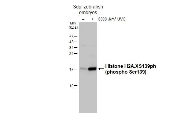 Western blot - Anti-Histone H2A.XS139ph (phospho Ser139) antibody [HL4533] - BSA and Azide free (AB327611)