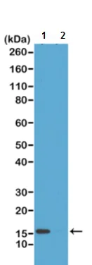 Western blot - Anti-Histone H2A.Z (acetyl K4) antibody [RM221] (AB214725)