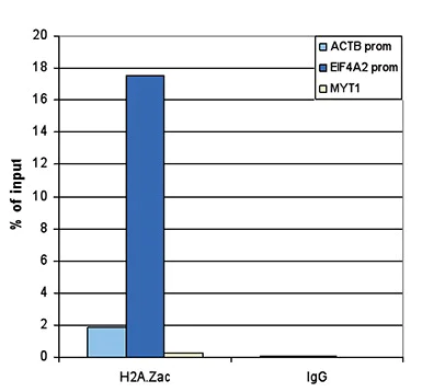 ChIP-sequencing - Anti-Histone H2A.Z (acetyl K4 + K7 + K11) antibody (AB232908)