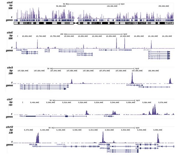 AMICSS DNA-TI 157 ブラック 157cm Goat anti-rabbit IgG (Alexa Fluor® 568) secondary antibody
