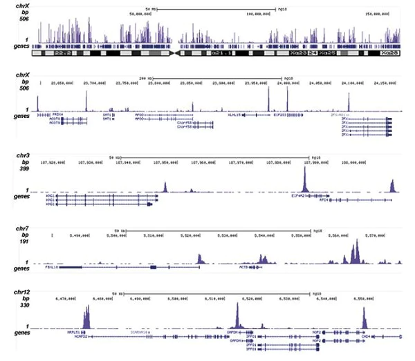 ChIP-sequencing - Anti-Histone H2A.Z (acetyl K4 + K7 + K11) antibody (AB232908)
