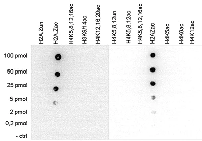 Dot Blot - Anti-Histone H2A.Z (acetyl K4 + K7 + K11) antibody (AB232908)