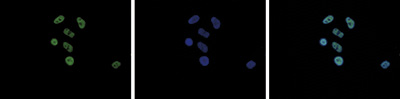Immunocytochemistry/ Immunofluorescence - Anti-Histone H2A.Z (acetyl K4 + K7 + K11) antibody (AB232908)