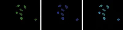 Immunocytochemistry/ Immunofluorescence - Anti-Histone H2A.Z (acetyl K4 + K7 + K11) antibody (AB232908)