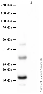 Western blot - Anti-Histone H2A.Z antibody [4A4] (AB80150)