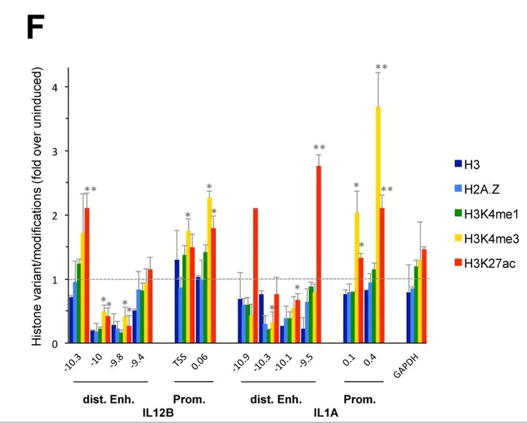 ChIP - Anti-Histone H2A.Z antibody - ChIP Grade (AB4174)