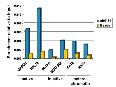 ChIP - Anti-Histone H2A.Z antibody - ChIP Grade (AB4174)