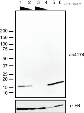Western blot - Anti-Histone H2A.Z antibody - ChIP Grade (AB4174)