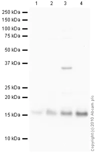 Western blot - Anti-Histone H2A.Z antibody - ChIP Grade (AB4174)