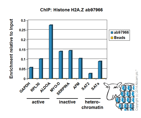 ChIP - Anti-Histone H2A.Z antibody - ChIP Grade (AB97966), expandable thumbnail