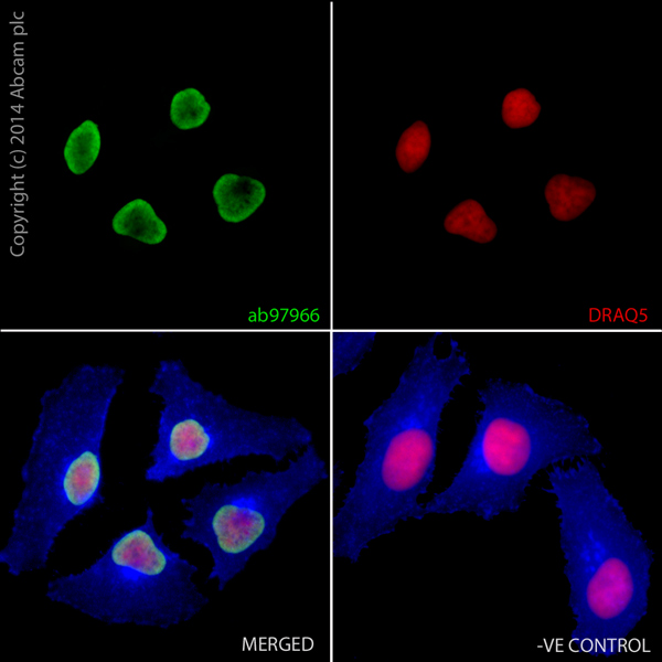 Immunocytochemistry/ Immunofluorescence - Anti-Histone H2A.Z antibody - ChIP Grade (AB97966), expandable thumbnail