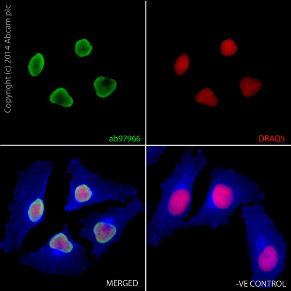 Immunocytochemistry/ Immunofluorescence - Anti-Histone H2A.Z antibody - ChIP Grade (AB97966)