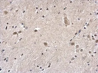 Immunohistochemistry (Formalin/PFA-fixed paraffin-embedded sections) - Anti-Histone H2A.Z antibody - ChIP Grade (AB97966)