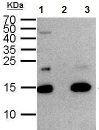Immunoprecipitation - Anti-Histone H2A.Z antibody - ChIP Grade (AB97966), expandable thumbnail