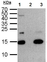 Immunoprecipitation - Anti-Histone H2A.Z antibody - ChIP Grade (AB97966)