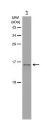Western blot - Anti-Histone H2A.Z antibody - ChIP Grade (AB97966)
