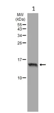 Western blot - Anti-Histone H2A.Z antibody - ChIP Grade (AB97966)