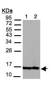 Western blot - Anti-Histone H2A.Z antibody - ChIP Grade (AB97966), expandable thumbnail