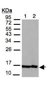 Western blot - Anti-Histone H2A.Z antibody - ChIP Grade (AB97966)