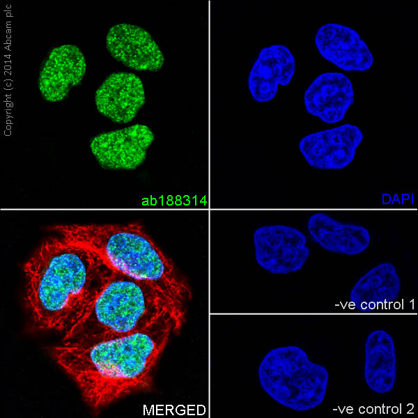 Immunocytochemistry/ Immunofluorescence - Anti-Histone H2A.Z antibody [EPR18090] - BSA and Azide free (AB223152)