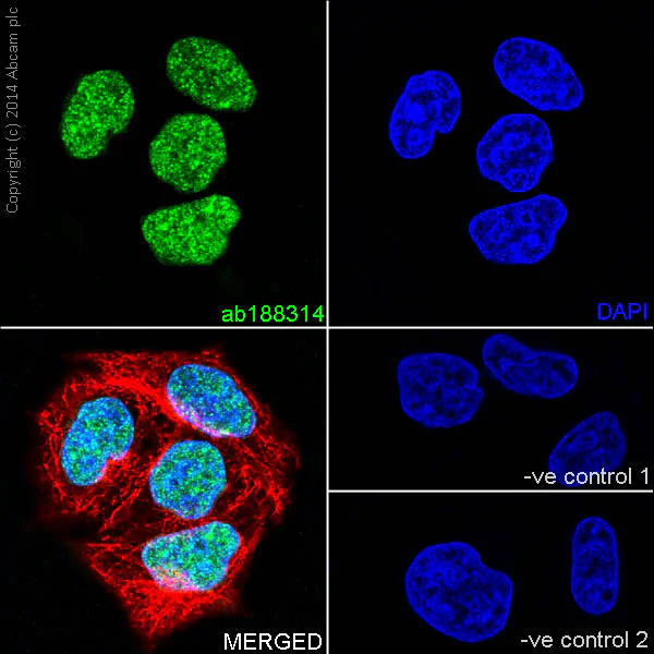 Immunocytochemistry/ Immunofluorescence - Anti-Histone H2A.Z antibody [EPR18090] - BSA and Azide free (AB223152)