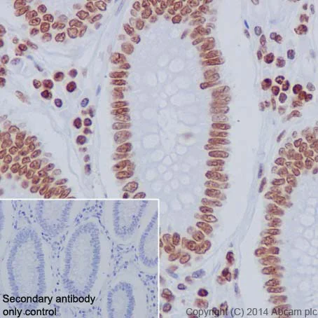 Immunohistochemistry (Formalin/PFA-fixed paraffin-embedded sections) - Anti-Histone H2A.Z antibody [EPR18090] - BSA and Azide free (AB223152)