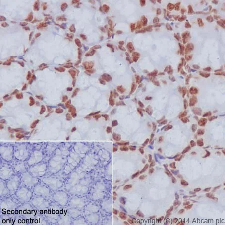 Immunohistochemistry (Formalin/PFA-fixed paraffin-embedded sections) - Anti-Histone H2A.Z antibody [EPR18090] - BSA and Azide free (AB223152)