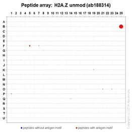 Peptide Array - Anti-Histone H2A.Z antibody [EPR18090] - BSA and Azide free (AB223152)