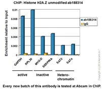 ChIP - Anti-Histone H2A.Z antibody [EPR18090] - ChIP Grade (AB188314)