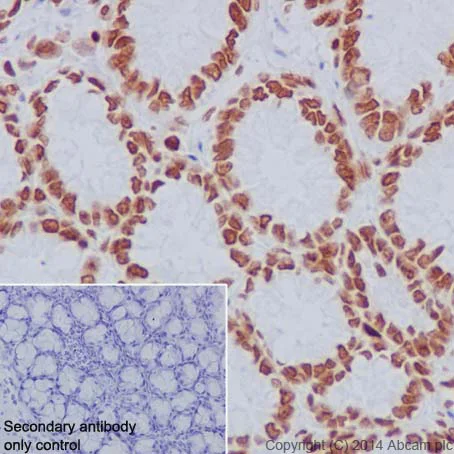 Immunohistochemistry (Formalin/PFA-fixed paraffin-embedded sections) - Anti-Histone H2A.Z antibody [EPR18090] - ChIP Grade (AB188314)