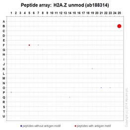 Anti-Histone H2A.Z antibody [EPR18090] - ChIP Grade