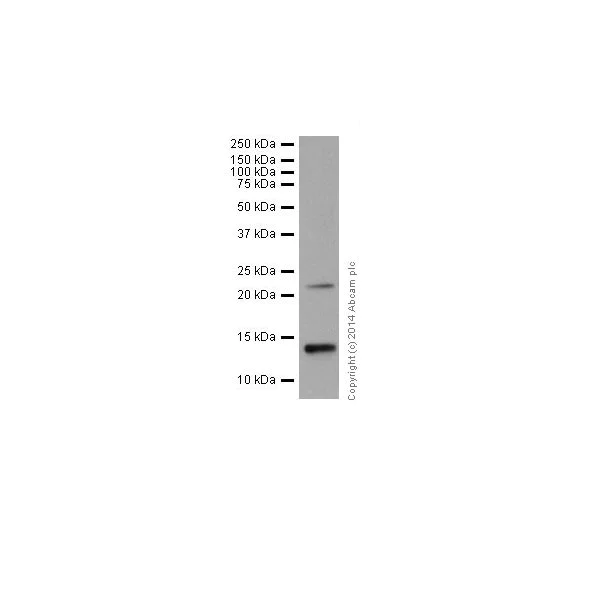 Western blot - Anti-Histone H2A.Z antibody [EPR18090] - ChIP Grade (AB188314)