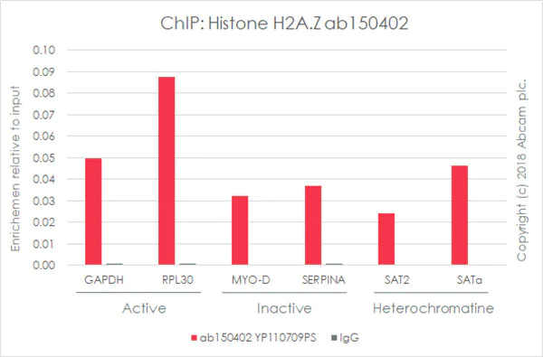 ChIP - Anti-Histone H2A.Z antibody [EPR6171(2)(B)] - BSA and Azide free (AB208691)