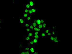 Immunocytochemistry/ Immunofluorescence - Anti-Histone H2A.Z antibody [EPR6171(2)(B)] - BSA and Azide free (AB208691)