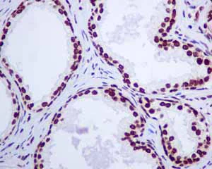Immunohistochemistry (Formalin/PFA-fixed paraffin-embedded sections) - Anti-Histone H2A.Z antibody [EPR6171(2)(B)] - BSA and Azide free (AB208691)