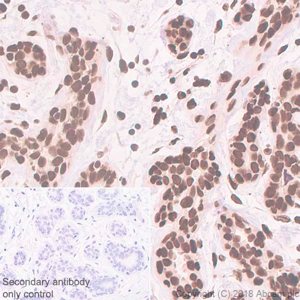 Immunohistochemistry (Formalin/PFA-fixed paraffin-embedded sections) - Anti-Histone H2A.Z antibody [EPR6171(2)(B)] - BSA and Azide free (AB208691)