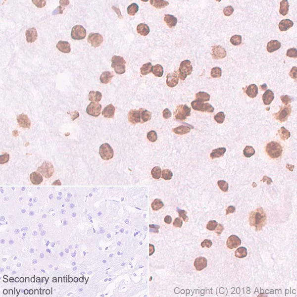 Immunohistochemistry (Formalin/PFA-fixed paraffin-embedded sections) - Anti-Histone H2A.Z antibody [EPR6171(2)(B)] - BSA and Azide free (AB208691)