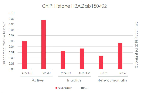 ChIP - Anti-Histone H2A.Z antibody [EPR6171(2)(B)] - ChIP Grade (AB150402)