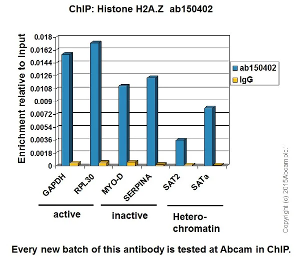 ChIP - Anti-Histone H2A.Z antibody [EPR6171(2)(B)] - ChIP Grade (AB150402)