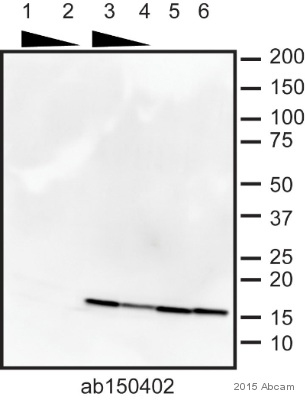 Anti-Histone H2A.Z antibody [EPR6171(2)(B)] - ChIP Grade